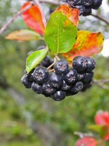 aronia-pflanze